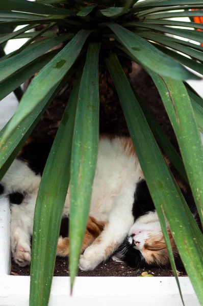 Kot śpi pod liśćmi agawy — Zdjęcie stockowe