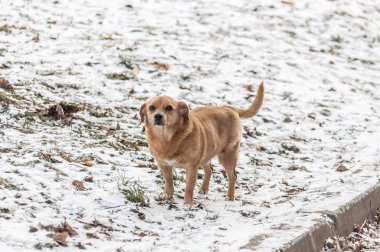 Kırmızı terk edilmiş evsiz sokak köpeği..
