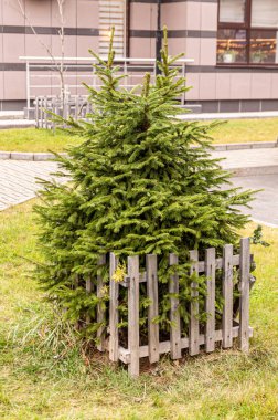 Yeşil çimenlikteki Noel ağacı