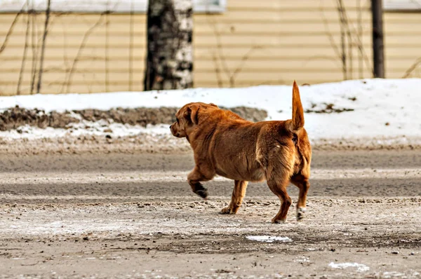 街上被遗弃的红色流浪狗. — 图库照片