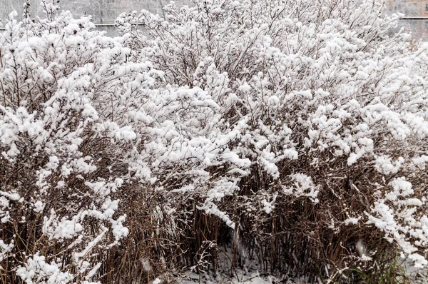 Rami di cespuglio innevati. Rami di cespugli nella neve durante il giorno invernale — Foto Stock