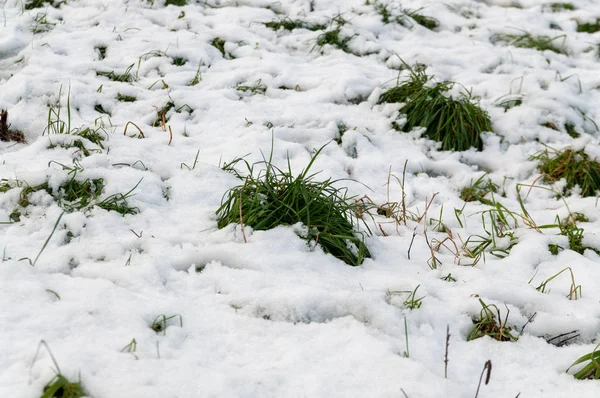 在雪下的绿草 — 图库照片
