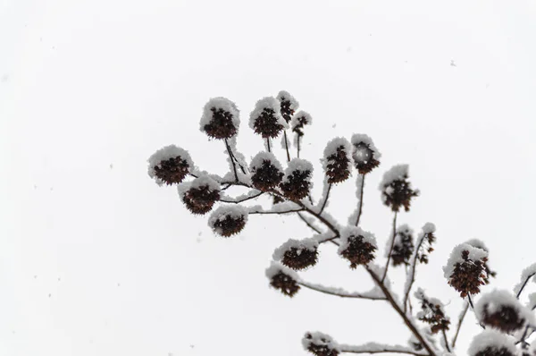 雪下的一丛丛植物 — 图库照片