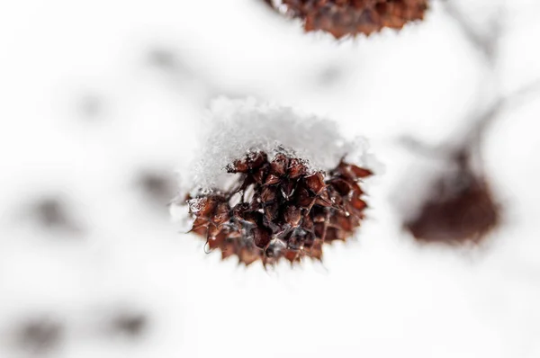雪下的一丛丛植物 — 图库照片