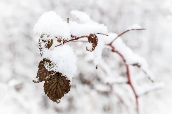 雪下的一丛丛植物 — 图库照片