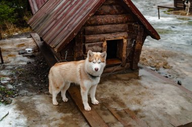 Ahşap köpek kulübesinde sevimli, genç, güçlü bir köpek.