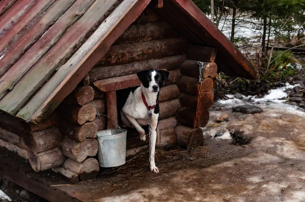 Perro Una Gran Caseta Perro Madera Día Invierno — Foto de Stock