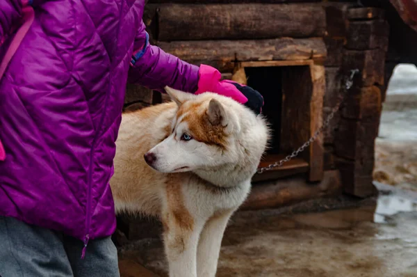 Dziecko Pieści Młode Husky Młody Husky Pies Pobliżu Budy — Zdjęcie stockowe