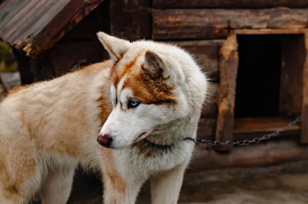 木制狗舍附近可爱的小猎犬 — 图库照片