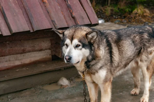 Duży Husky Malamute Pies Pobliżu Drewnianej Budy — Zdjęcie stockowe