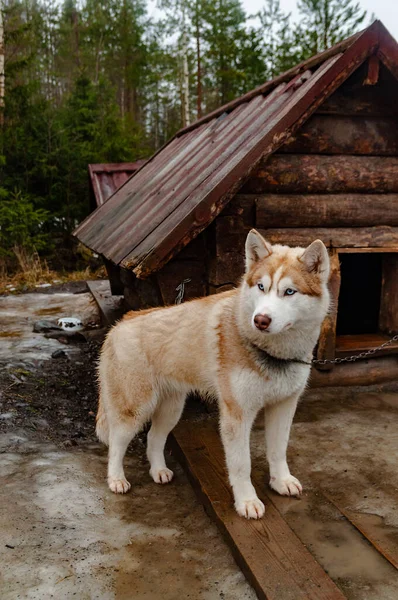 Słodkie Młody Husky Pies Pobliżu Drewnianej Budy — Zdjęcie stockowe