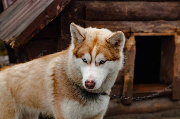 Bonito Jovem Cão Husky Perto Casota Madeira — Fotografia de Stock