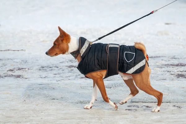 Perro Mono Paseo Invierno — Foto de Stock