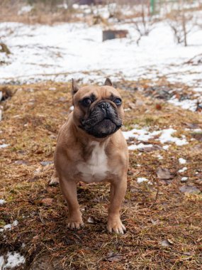Kış yürüyüşündeki kızıl saçlı buldog portresi.