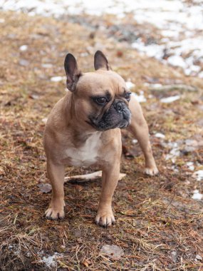 Kış yürüyüşündeki kızıl saçlı buldog portresi.