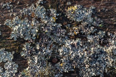 Fazla gelişmiş yosun eski tahtaların dokusu