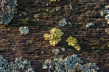 Fazla gelişmiş yosun eski tahtaların dokusu