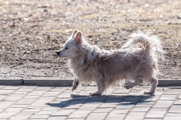 Pretty little dog walks alone outside on a sunny spring day