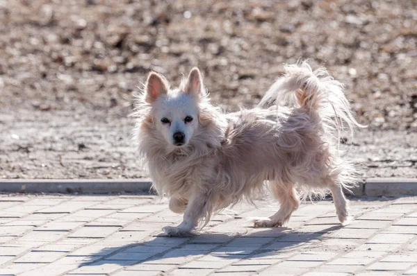 Niedlicher Kleiner Hund Geht Einem Sonnigen Frühlingstag Allein Draußen Spazieren — Stockfoto