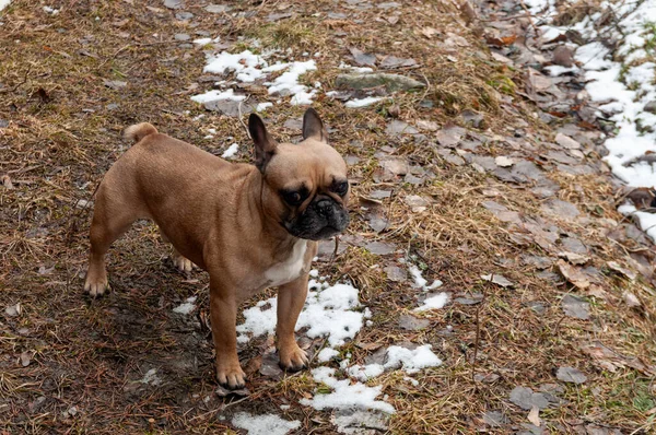Retrato Bulldog Francés Pelirrojo Caminata Invierno — Foto de Stock