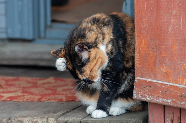 Kot Myje Się Progu Wiejskiego Domu — Zdjęcie stockowe