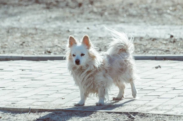 Досить Маленька Собака Гуляє Вулиці Сонячний Весняний День — стокове фото