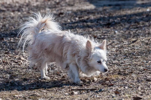 Krásný Malý Pes Kráčí Sám Venku Slunečného Jarního Dne — Stock fotografie