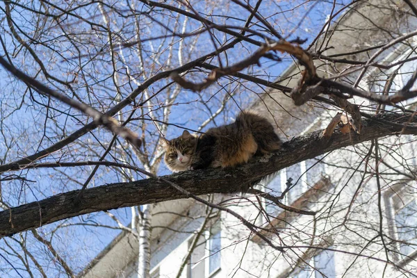 Słodki Puszysty Kot Siedzi Wysoko Gałęzi Drzewa — Zdjęcie stockowe