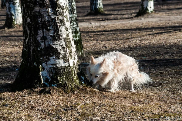 Mignon Petit Chien Promenades Seul Dehors Sur Jour Printemps Ensoleillé — Photo