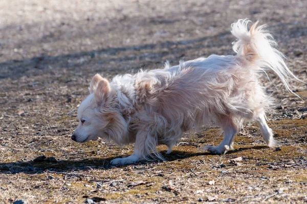 Roztomilý Malý Pes Chodí Sám Venku Slunný Jarní Den — Stock fotografie