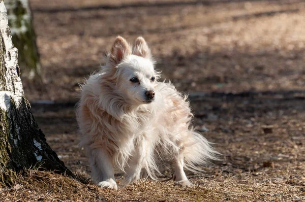 Cute little dog walks alone outside on a sunny spring day