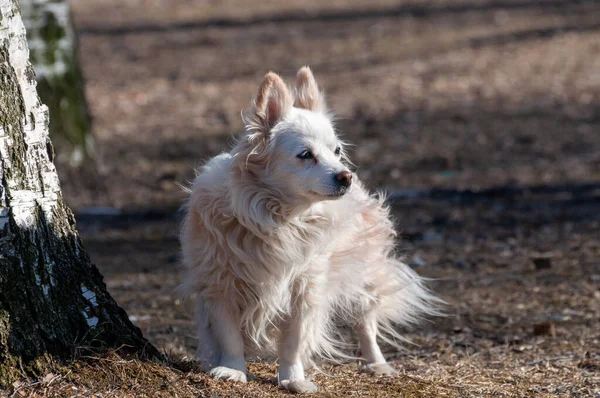 Roztomilý Malý Pes Chodí Sám Venku Slunný Jarní Den — Stock fotografie
