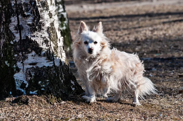 Niedlicher Kleiner Hund Geht Einem Sonnigen Frühlingstag Allein Draußen Spazieren — Stockfoto