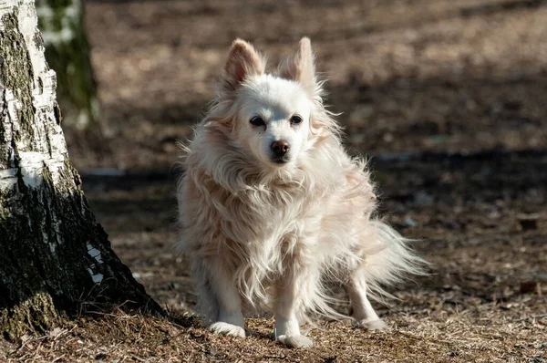 Lindo Perrito Pasea Solo Afuera Soleado Día Primavera — Foto de Stock