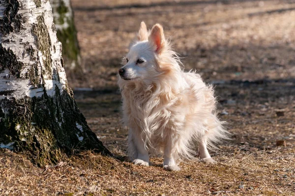 Cão Pequeno Bonito Caminha Sozinho Fora Dia Primavera Ensolarado — Fotografia de Stock