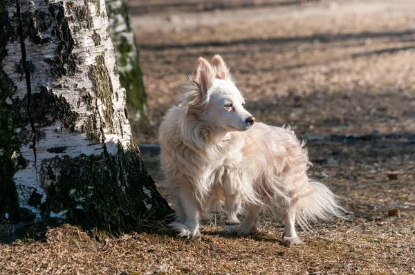 Bel Cagnolino Cammina Solo Fuori Una Soleggiata Giornata Primaverile — Foto Stock