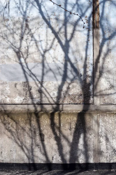 abstract background with shadow of branches on the wall of the house