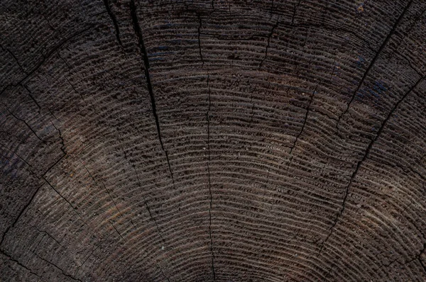 Textura Del Tronco Árbol Viejo Cortado Con Anillos Anuales Antecedentes — Foto de Stock