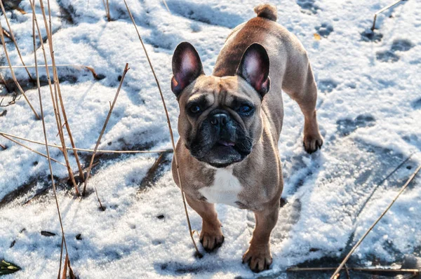 Retrato Bulldog Francés Pelirrojo Caminata Invierno — Foto de Stock
