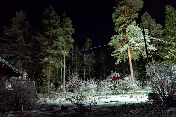 Nocny Krajobraz Sosnami Długotrwałe Narażenie — Zdjęcie stockowe