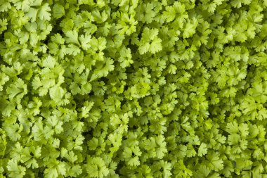 Arka plan zorunlu yeşil maydanoz yaprakları değil