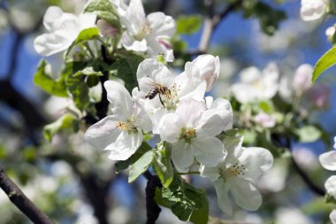 Mavi gökyüzünde arısı olan bir dalda büyük beyaz elma çiçekleri