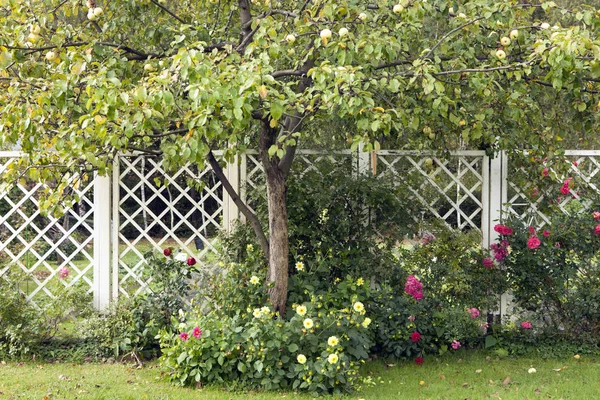 Pergola arka planına karşı elma ağacı meyvesi