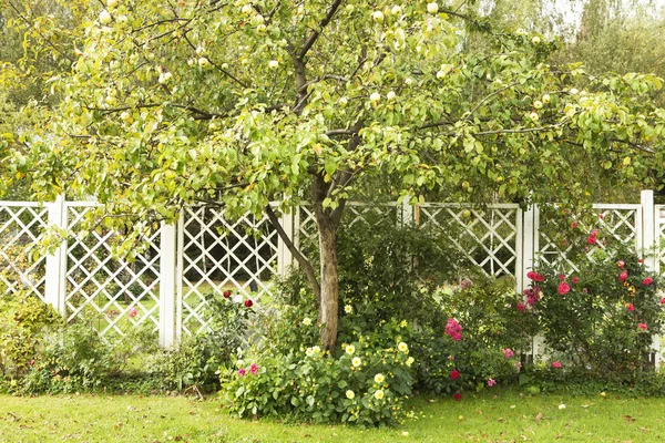 Pergola arka planına karşı elma ağacı meyvesi