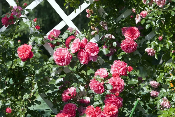 Gül kırmızısı, beyaz pergola, yeşil yapraklar