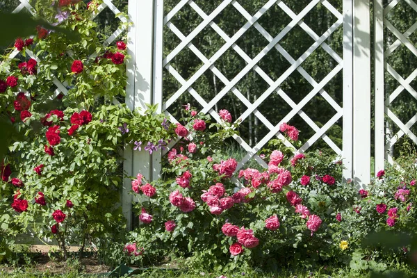 Gül kırmızısı örgülü ve gül pembe örgülü beyaz pergola