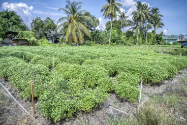 Açık hava taze fesleğen sebze çiftliği