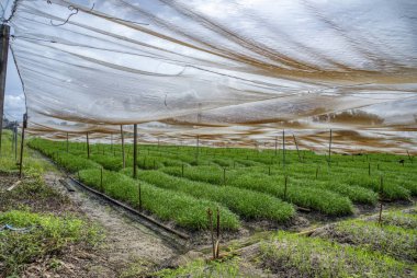 Açık hava taze Kuchai sebze çiftliği