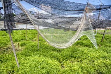 Küçük yeşil yapraklı ıspanak çiftliği