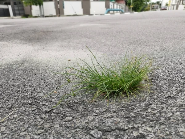 道路の真ん中に草の冠があり — ストック写真